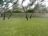 Privacy Fencing